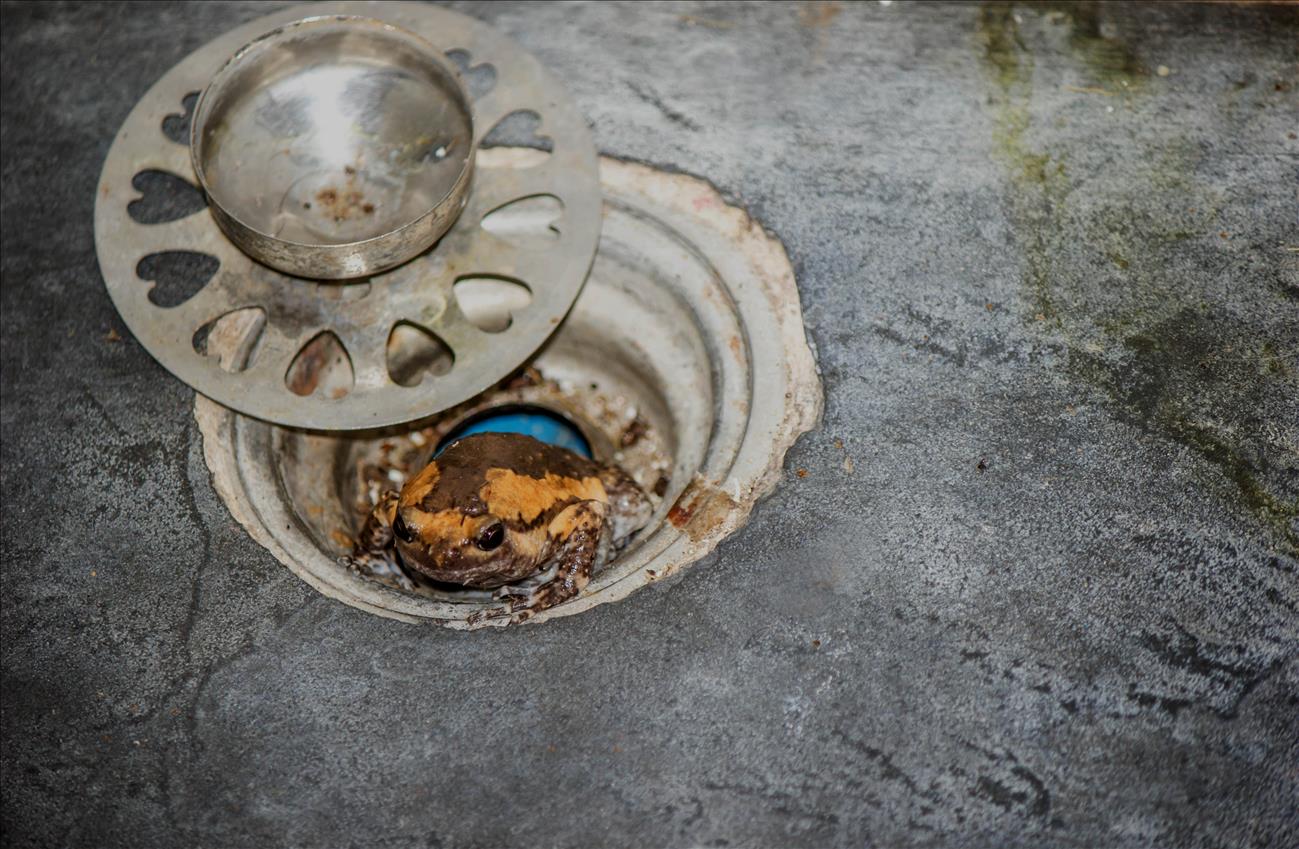 Clogged Sewer Drain